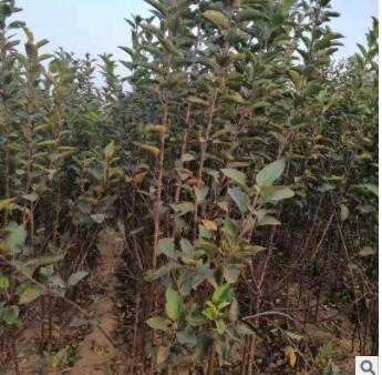 基地現(xiàn)挖軟樹1-3年苗木 品種多樣新鮮發(fā)貨易成活價格低軟棗樹苗