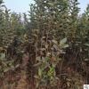 基地現挖軟樹1-3年苗木 品種多樣新鮮發貨易成活價格低軟棗樹苗