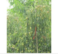 棗樹(shù)