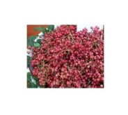 大紅袍花椒苗