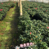 沐春花卉--批發 新品種紅燈籠杜鵑苗 比利時西洋杜鵑苗 18杯30cm