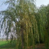 青皮垂柳柳樹價(jià)格