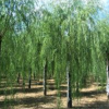 垂柳報(bào)價(jià)-垂柳-柳樹價(jià)格表