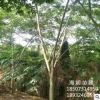批發(fā)金合歡 合歡樹 成活率高 樹形舒展 桿徑直挺 公園樓盤綠化