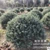 基地批發(fā)龜甲冬青球 成活率高 精品球 球形好 公園樓盤綠化