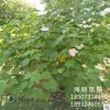 批發(fā)木芙蓉 冠幅150 基地直銷 量大 庭院別墅綠化 叢生木芙蓉