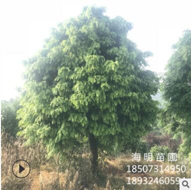基地批發紅豆杉樹 紫杉 成活率高 名貴樹 樹形舒展