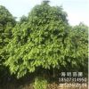 基地直銷批發(fā) 山茶花球 大紅重瓣 七星茶花球 山茶花 茶梅球