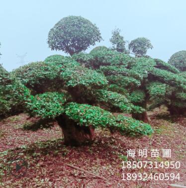 直銷造型欏木石楠樁景 物優價廉 精品樹形 別墅庭院綠化
