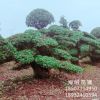 直銷造型欏木石楠樁景 物優(yōu)價廉 精品樹形 別墅庭院綠化
