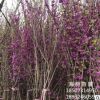基地直銷 紅花紫荊 叢生紫荊 花灌木 價廉物優(yōu)