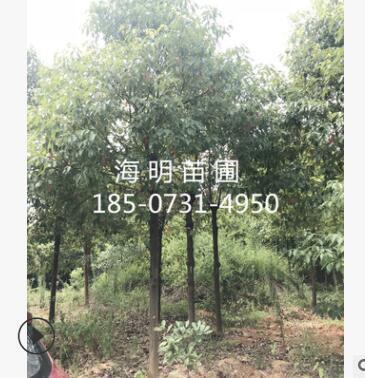 苗木基地直銷 10-12公分移栽香樟 常綠喬木香樟 自產自銷規格齊全