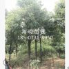 苗木基地直銷 10-12公分移栽香樟 常綠喬木香樟 自產(chǎn)自銷規(guī)格齊全