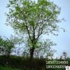 苗圃直銷樸樹 全冠樸樹 價格合理 品質(zhì)優(yōu)良 樸樹批發(fā)