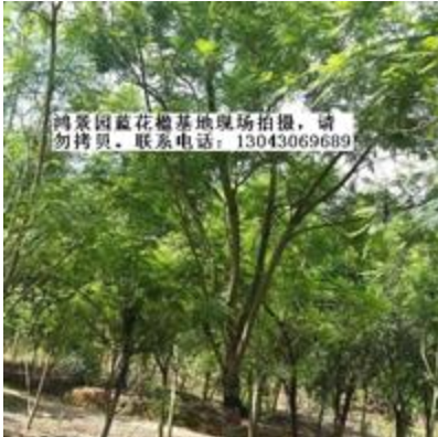 福建藍(lán)花楹