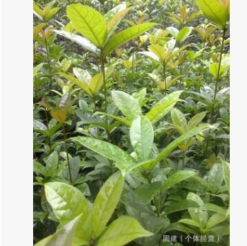 成都苗木批發(fā) 狀元紅朱砂桂小苗 朱砂桂條子