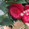 沐春花卉--大量供應兔腳蕨/狼尾蕨 苔蘚背景植物 微景觀專用120#