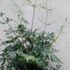 沐春花卉/基地直銷/室內優質蕨類小盆栽/ 鳳尾夏雪銀線蕨--A120