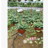 沐春花卉--四季常青 凈化空氣植物 常春藤吊蘭盆栽 230杯超長藤蔓