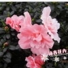 沐春花卉--比利時杜鵑 室內(nèi)盆栽花卉 靚麗小桃紅杜鵑苗批發(fā) 16杯