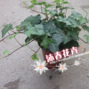 沐春花卉--四季常青 紅盆常春藤吊蘭 12杯超長藤蔓 供應(yīng)繽紛產(chǎn)品