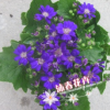 沐春花卉--室內(nèi)高檔觀花盆栽 多色菊花小盆栽 花期長 瓜葉菊