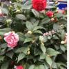沐春花卉-五色赤丹茶花 23杯 50-60公分帶花苞 年宵花卉 精品茶花