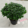 批發(fā)直銷比利時西洋杜鵑花 室內(nèi)觀花盆栽 55-60冠幅玫紅帶花苞