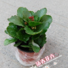 沐春花卉--節(jié)日用花花卉小盆栽 重瓣多色 多年生肉質(zhì)草本 長壽花
