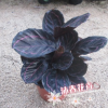 沐春花卉--批發(fā)觀葉竹芋室內(nèi)盆栽紅紫玫瑰竹芋 彩虹/紅美麗竹芋