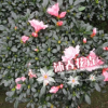 沐春花卉--批發比利時西洋小桃紅杜鵑花 室內盆栽帶花苞60-65冠幅