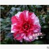 紅花白斑 珍貴品種茶花苗花迪斯 室內盆栽花卉 30-35高多枝條