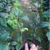 產地批發 扦插小苗 名貴茶花皺葉奇花 3年苗30-35高多枝條