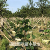 紫花風鈴木