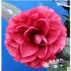 紅葉貝拉/紫貝拉珍貴茶花苗庭院陽臺花卉3年生苗高25-30cm多枝條