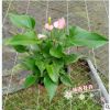 沐春花卉粉掌帶花批發、水培花卉 室內吸甲醛植物 四季開花