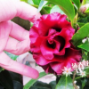 沐春花卉--批發帶花苞黑魔法茶花 陽臺植物品種純正25-30高帶分支