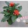 直銷批發龍船花 英丹、仙丹花、百日紅、水繡球 室內精品盆栽