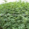 苗木基地供應欒樹苗 胸徑1-10公分 苗木工程綠化 量大優惠