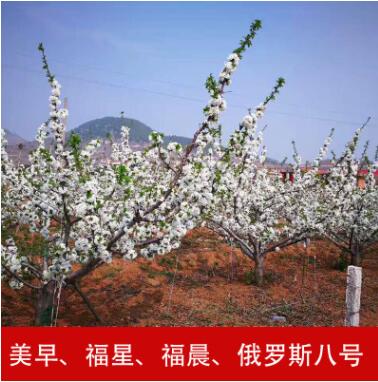 產(chǎn)地直銷福星福晨大櫻桃車?yán)遄用缌晷錂烟覙涿鐧烟颐鐦涿缗l(fā)