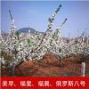 產(chǎn)地直銷福星福晨大櫻桃車?yán)遄用缌晷錂烟覙涿鐧烟颐鐦涿缗l(fā)