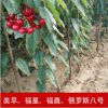 廠家直銷福星福晨俄羅斯八號老程苗木大櫻桃二年苗櫻桃苗樹苗批發(fā)