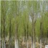 供應(yīng)直柳綠化植物 直柳樹苗各種規(guī)格 優(yōu)質(zhì)柳樹苗直柳 量大優(yōu)惠