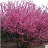 批發(fā)榆葉梅樹苗綠化苗木庭院盆栽花卉精品盆景嫁接榆葉梅量大優(yōu)惠