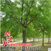 銀杏樹苗 綠化苗木工程 風(fēng)景綠化防護(hù) 易成活 盆栽地栽白果樹