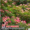 供應(yīng)優(yōu)質(zhì)合歡樹苗 絨花樹 馬纓花 耐寒耐旱耐土壤貧瘠 量大優(yōu)惠