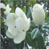基地直銷廣玉蘭 庭院植物玉蘭苗 廣玉蘭苗 庭院花卉苗木玉蘭樹苗