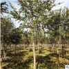 批發樸樹樹苗 基地直供 綠化苗木 工程綠化苗基地 規格全量大優惠