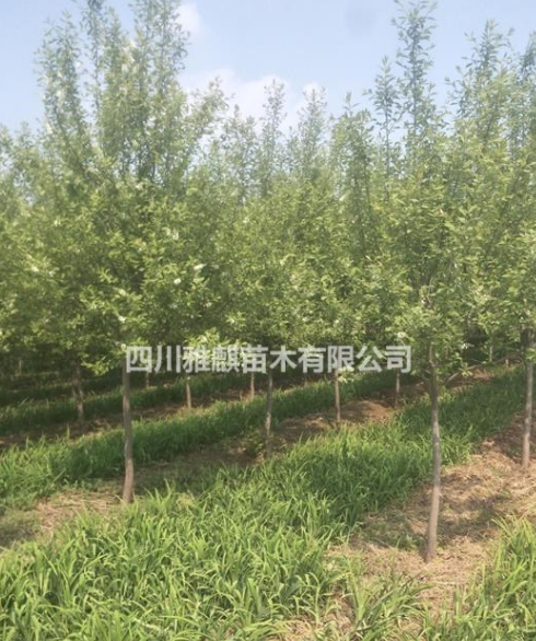 供應(yīng)紫葉稠李