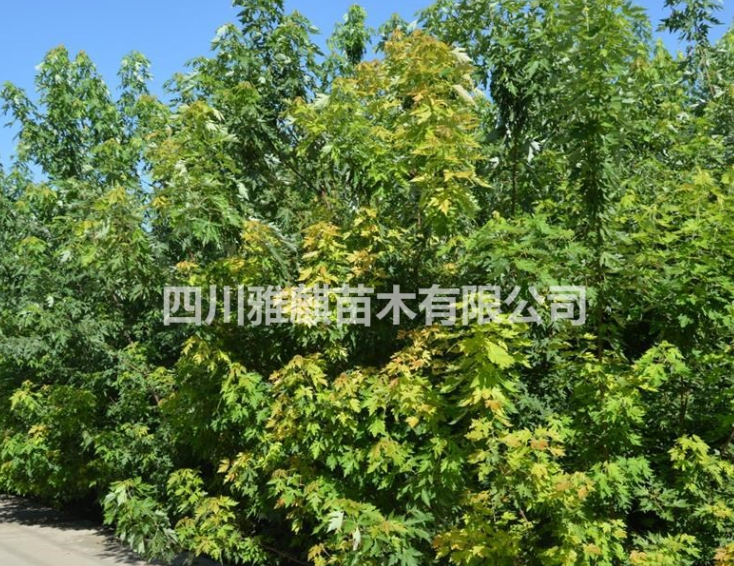 供應(yīng)銀白槭